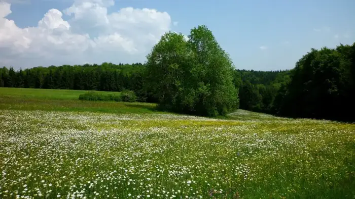 Langenenslingen, Ausschnitt
